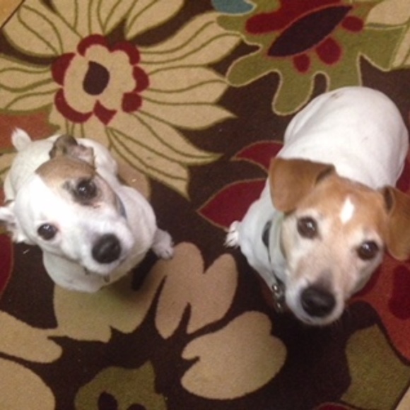 Meet your Posher, Robin - Picture 3 of 4